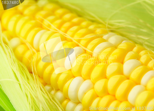 Image of corn cob