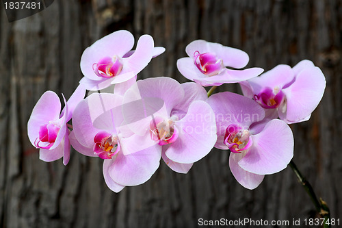 Image of orchid flower