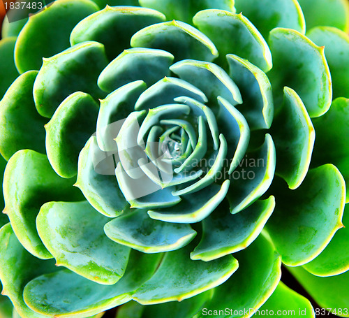 Image of Fresh green plant