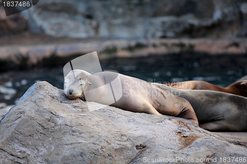 Image of sea lion sleeping