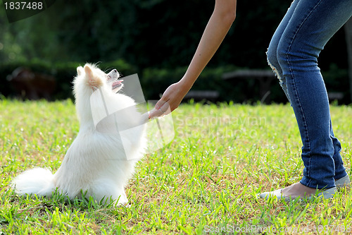 Image of woman train her dog