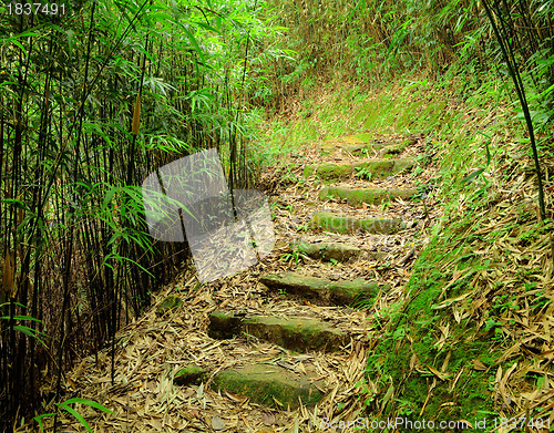 Image of path in bamboo forest