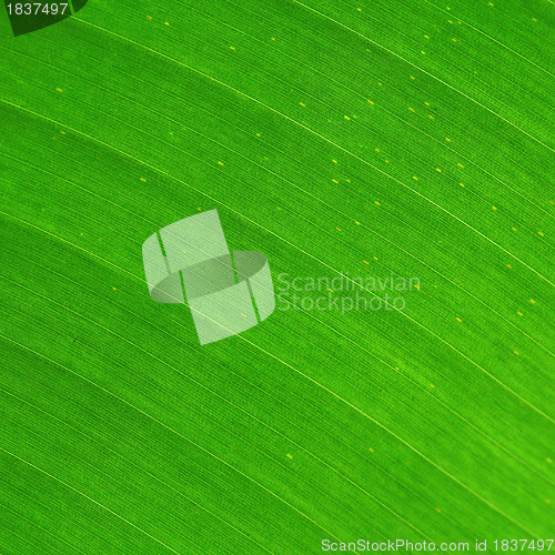 Image of green leaf