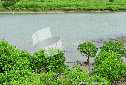 Image of Red Mangroves in Hong Kong