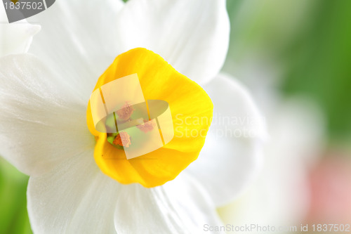 Image of narcissus flowers