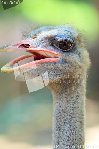 Image of ostrich bird