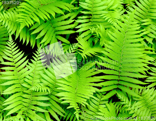 Image of Fresh green leaf