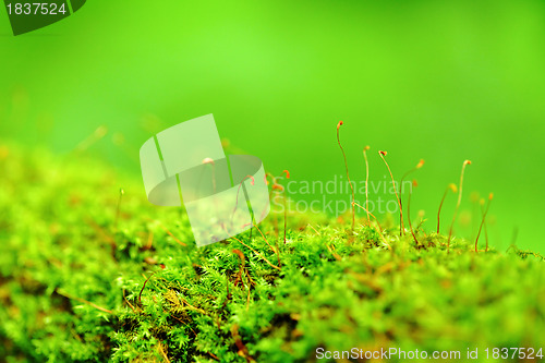 Image of moss