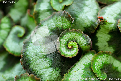 Image of leaf