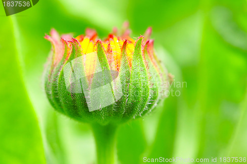 Image of bud flower