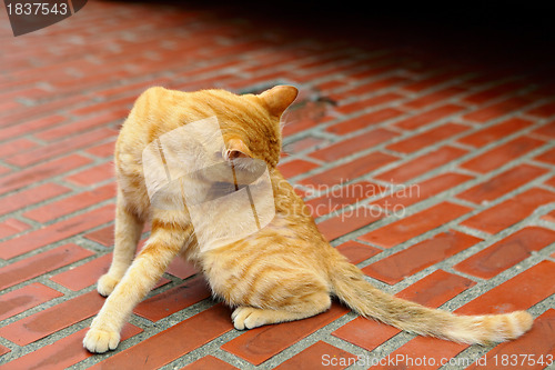 Image of cat