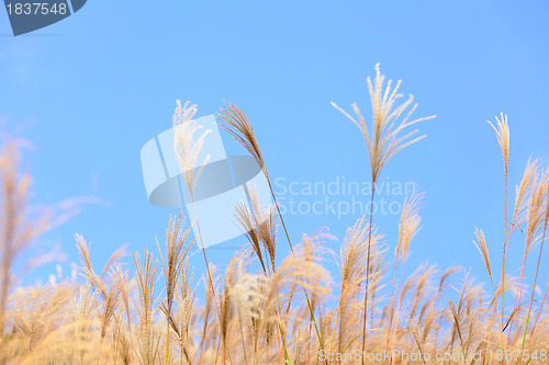 Image of grass in autumn