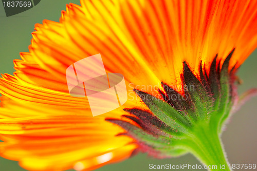 Image of orange color flower in close up