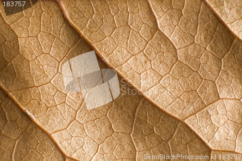 Image of leaf