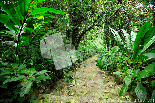 Image of forest path road