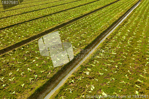 Image of field not good of plants