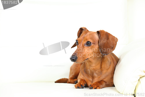 Image of dachshund dog on sofa