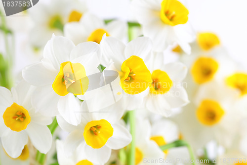 Image of narcissus flowers