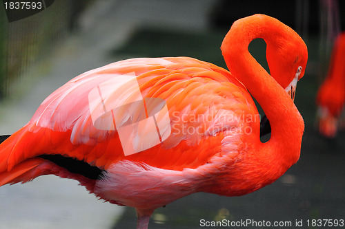 Image of red flamingo