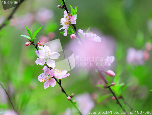 Image of Flowers of cherry blossoms on spring day