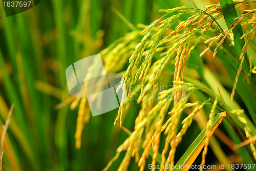 Image of paddy rice field