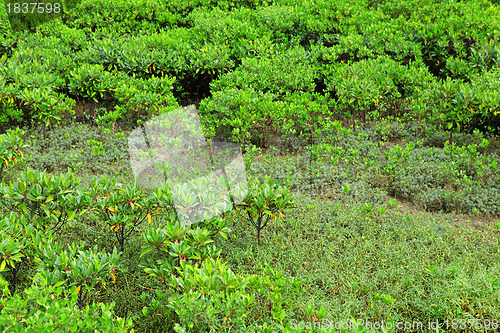 Image of Red Mangroves in Hong Kong