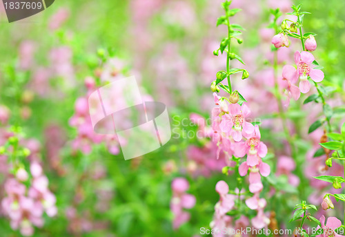 Image of pink flower