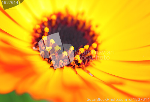 Image of orange color flower in close up