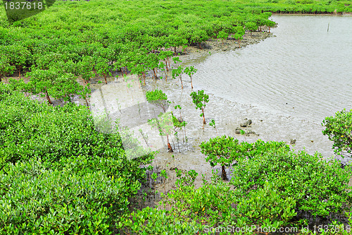 Image of Red Mangroves grow near sea water in Hong Kong