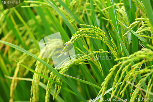 Image of paddy rice field