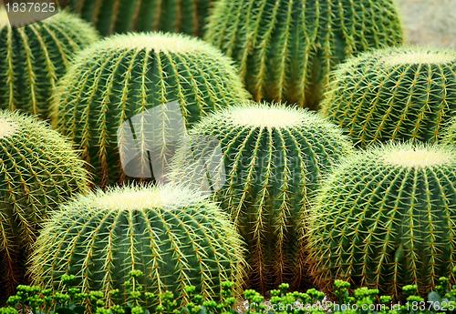 Image of Golden ball cactus