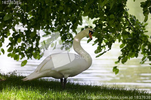Image of Mute swan on glade under the tree.