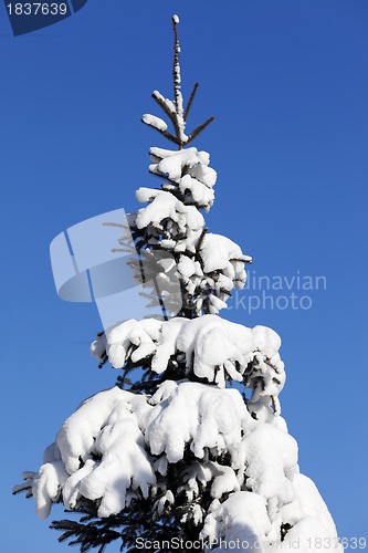 Image of Snowy fir-tree on background of blue sky