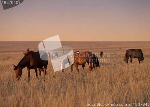 Image of Herd of horses grazing in evening pasture