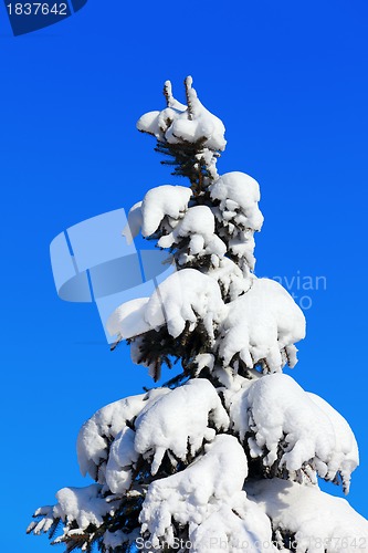Image of Winter fir tree on background of blue sky
