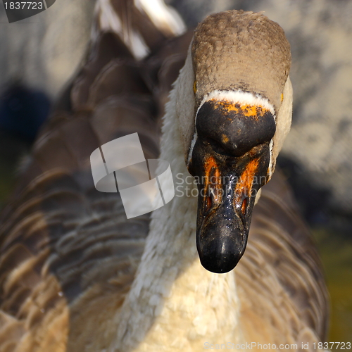 Image of beak og a great gander