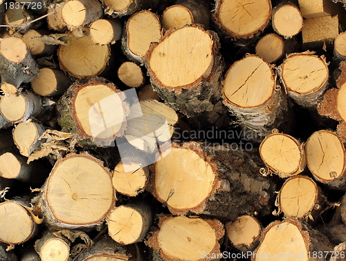 Image of felled wood pattern