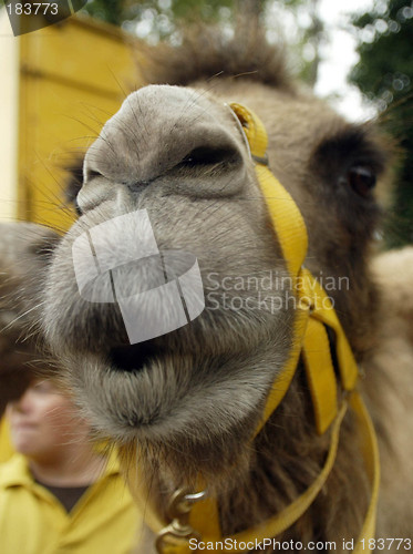 Image of Camel