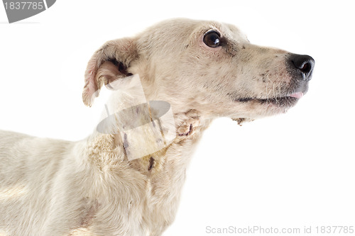 Image of wounded jack russel terrier