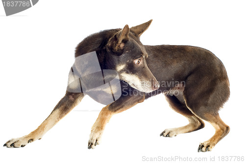 Image of kelpie