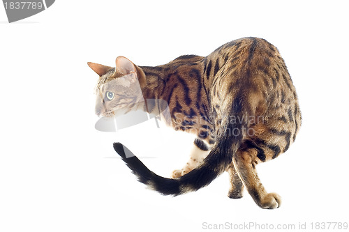 Image of bengal cat