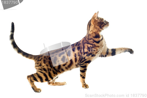 Image of bengal cat