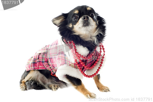 Image of dressed chihuahua