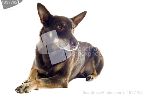 Image of australian kelpie