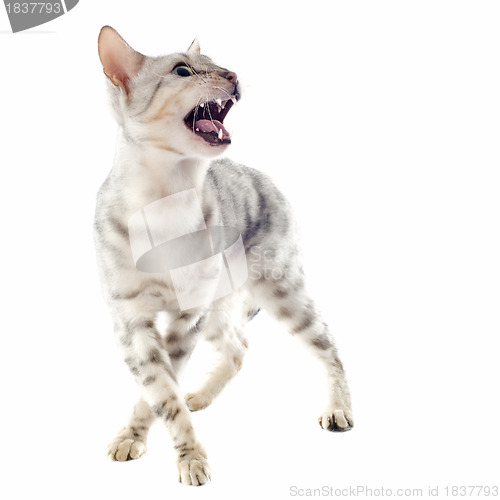 Image of aggressive bengal cat