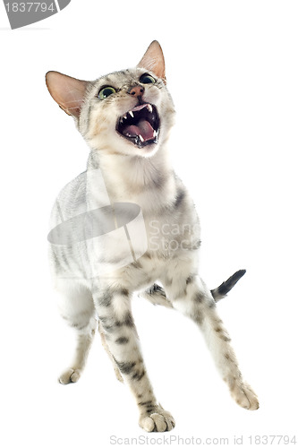 Image of aggressive bengal cat