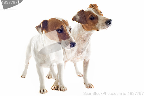 Image of two jack russel terrier