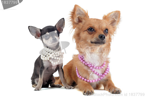 Image of chihuahuas with pearl collar