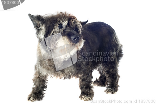 Image of cairn terrier