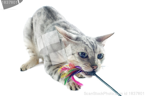 Image of playing bengal cat